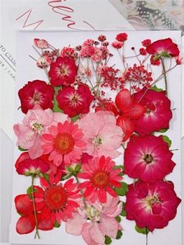 Букет цветов сушеных прессованных Лето красное